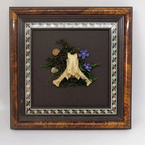 Fox Vertebrae Mounted on an Upcycled Frame with a Dried Moss and Flowers Scene 🦊🪻 Had to restrain ourselves from keeping this piece for our own collection 😅 . . . Available now, shop link in bio 🦴🪨 #bones #taxidermy #upcycled #upcycledfurniture #frame #vintage #charityshop #oncealivedesigns #ethical #art #goth #spooky #shopsmall #etsy #etsyshop #supportsmallbusiness #craft #fox #vertebrae #gothic #oddeties #nature @quartz #flowers Bones Taxidermy, Moss And Flowers, Ethical Art, Charity Shop, Upcycled Furniture, Taxidermy, Small Shop, Picture Frames, Link In Bio