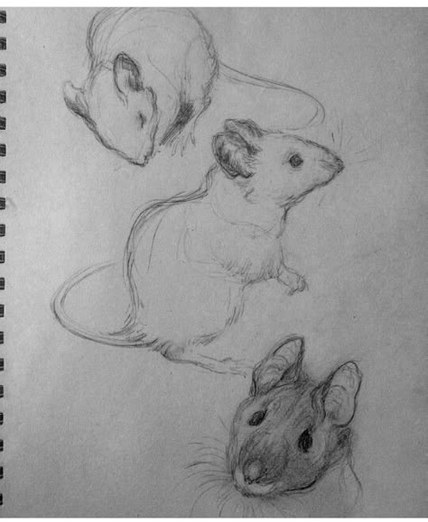 Mouse Eating Cheese Drawing, Small Mouse Drawing, Mouse Drawing Reference, Animal Sketches Realistic, Animal Drawing Reference, Drawing Of A Mouse, Cute Mouse Drawing, Mice Drawing, Rat Sketch