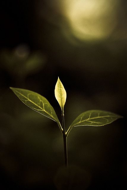 Growth Photography, Earth Colours, Foto Macro, Let It Shine, Hypnotherapy, Foto Art, Olive Green Color, Green Nature, New Growth