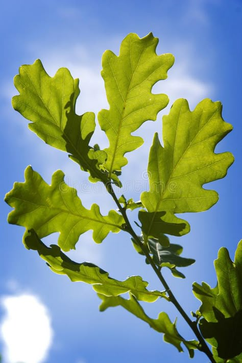 Oak Leaf Tattoos, Oak Tree Leaves, Weird Plants, Sky Images, Spring Forest, Forest Background, Leaf Images, Wire Tree, Oak Leaves