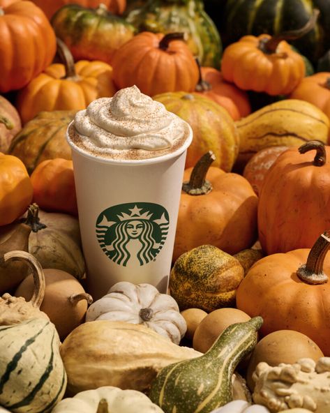 Fall Starbucks, Starbucks Fall Drinks, Best Starbucks Drinks, Café Starbucks, Starbucks Pumpkin Spice Latte, Pumpkin Drinks, Holidays 2023, Starbucks Pumpkin Spice, Pumpkin Spiced Latte Recipe