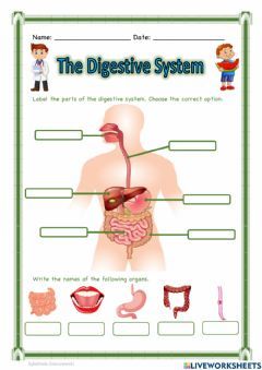 The Digestive System Language: English Grade/level: 3 School subject: Science Main content: Digestive System Other contents: The digestive system Digestive System Activities, Digestive System Organs, Digestive System For Kids, Digestive System Model, Digestive System Diagram, Digestive System Worksheet, Teaching Cursive, Human Digestive System, Sistem Pencernaan