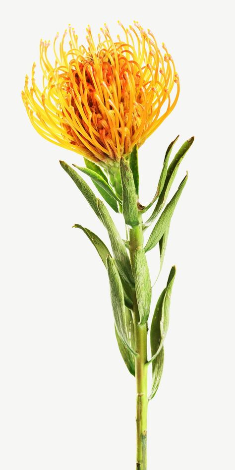 Orange pincushion protea flower | Premium Photo - rawpixel Pincushion Flower, Pincushion Protea, White Hyacinth, Flower Reference, Orange Ranunculus, Yarrow Flower, Macro Photography Flowers, Yellow Rose Flower, Delphinium Flowers