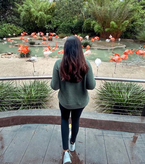 Rebecca & Gowtham (@odysseyoftwo) posted on Instagram: “Seeing this TB picture from our travel , I just understand the feeling of these flamingos inside these enclosures , like how we are right…” • Aug 24, 2020 at 12:40pm UTC Flamingo Enclosure, Flamingo Habitat, Planet Zoo Tropical, Planet Zoo Elephant Habitat, Planet Zoo Penguin Habitat, Planet Zoo Flamingo Habitat, Zoo Games, Planet Zoo Lemur Habitat, Zoo Architecture