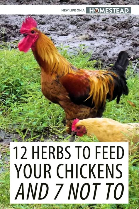 Weird Eggs, Raising Chickens Diy, Meal Worms Raising, Feed Chickens, Chicken Coups, Livestock Animals, Herbs For Chickens, Raising Turkeys, Small Holding