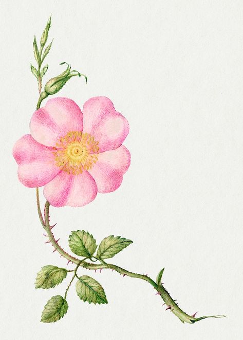 Eglantine pink flower psd hand drawn | free image by rawpixel.com / Donlaya Pink Flower Drawing Aesthetic, Eglantine Flower, Free Illustration Images, Makeover Bedroom, Flower Alphabet, Light Pink Flowers, Antique Artwork, Botanical Illustrations, Illustration Vintage