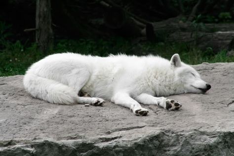 Sleeping Wolf Dog Sleeping Reference, Wolf Sleeping, Tar Valon, Sleeping Wolf, Drawing Elements, Dog Poetry, Animal Poems, Wolf Husky, Dog Motif