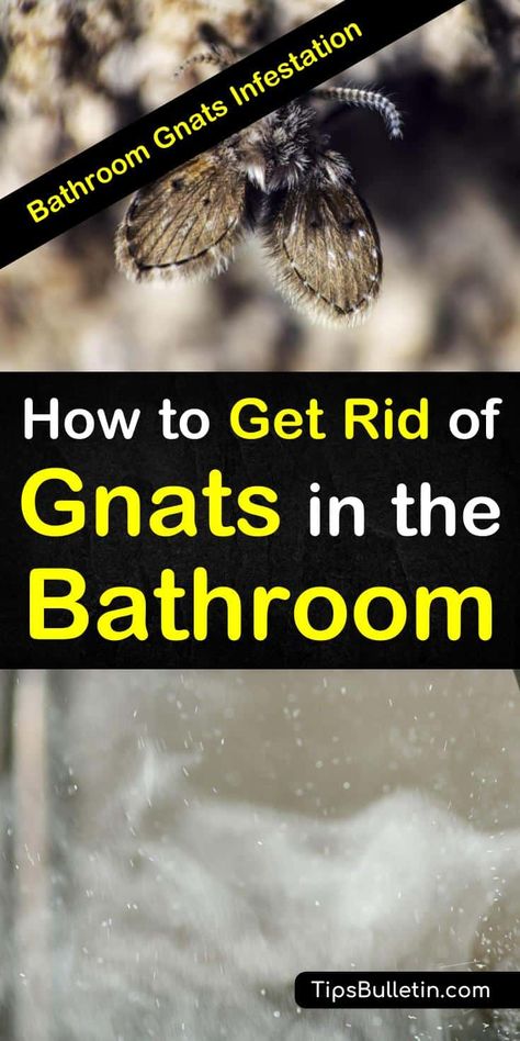 Bathroom Gnats Infestation - How to Get Rid of Gnats in the Bathroom How To Get Rid Of Gnats And Fruit Flies, Gnats In House Get Rid Of, How To Get Rid Of Gnats In The House, Gnats Get Rid Of In Kitchen, Getting Rid Of Gnats, Getting Rid Of Nats, Toilet Hacks, Camper Toilet, Mosquitoes Repellent