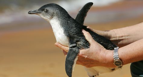 The Tea Party and the GOP are going to ruin America. Stop them please. "Shutdown’s science fallout could last for years - Darren Samuelsohn" Fairy Penguin, Pygmy Marmoset, Parakeet Cage, Tiny Animals, Teacup Pigs, Pygmy Goat, Tiny Turtle, Puppy Supplies, Little Puppies