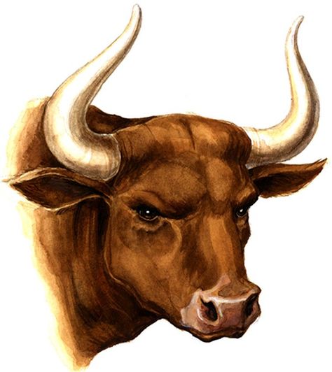 Very Much Alive, Bison Art, Oyster Roast, Bull Painting, It Will Happen, Bull Art, Bull Tattoos, Taurus Tattoos, Horse Costumes