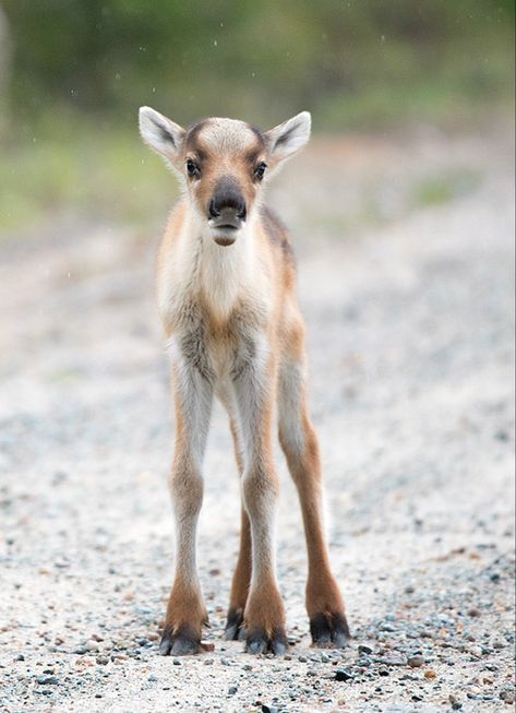 Hooved Animals, Reindeer Hooves, Musk Deer, Deer Photos, Character Fashion, Draw Animals, Cute Reindeer, Animal References, Animals Funny