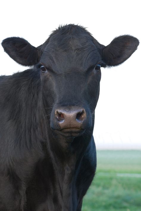 Black Angus Cows Pictures, Christmas Cows, Western Office, Ranch Wife, Angus Cow, Aberdeen Angus, Beef Cow, Vegetarian Protein Sources, Vegetarian Protein