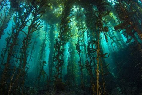 Evil Mermaids, Kelp Forest, Ocean Floor, Mermaid Aesthetic, Ocean Creatures, Underwater Photography, Underwater World, Art Challenge, Deep Sea