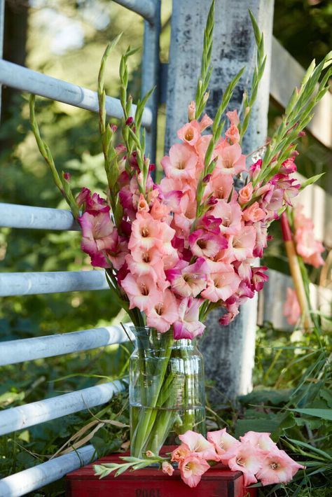 This gladiolus offers a unique color combination of pink with apricot-colored flowers. It definitely adds a splash of fun to your outdoor space or vase!   #ApricotBubblegum #Multicolors #PinkApricot #Gladioli #ForeverBulbs Gladiolus Flower Aesthetic, Gladioli Flower Arrangements, Gladiolus Flower Arrangements, Gladiolus Wedding, Gladioli, Gladiolus Flower, Prettiest Bouquet, Unique Color Combinations, Crepe Paper Flowers