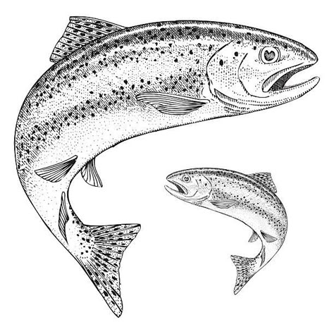 Salmon Drawing, Trout Tattoo, Trout Art, Rainbow Trout Fishing, Fly Fishing Art, Fish Silhouette, Fish Vector, Wood Burning Patterns, Fish Drawings