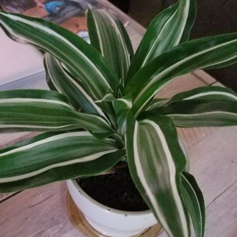 Dracaena Plant Care, Dracena Plant, Dracaena Deremensis, Plant Jungle, Plant Encyclopedia, Dracaena Plant, Growing Plants Indoors, White Plants, House Plants Decor