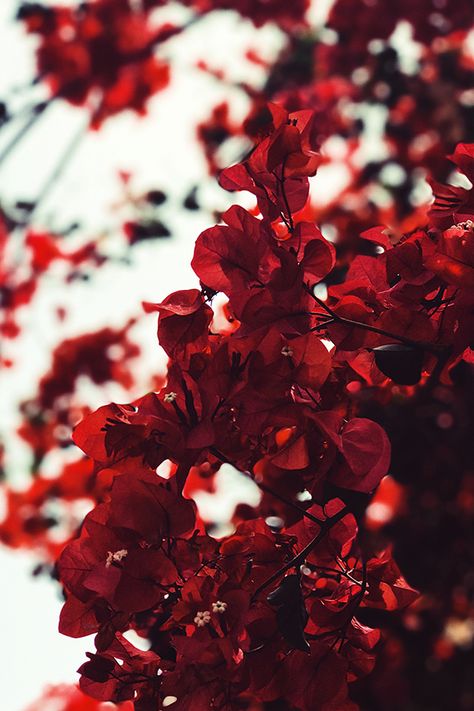 Beautiful Flowers Wallpapers, Flower Phone Wallpaper, Red Wallpaper, Aesthetic Colors, Red Aesthetic, Love Flowers, Flower Wallpaper, Flowers Photography, Beautiful Wallpapers