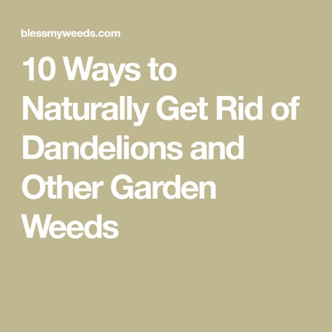 10 Ways to Naturally Get Rid of Dandelions and Other Garden Weeds Kill Ants Naturally, Get Rid Of Dandelions, Clean With Vinegar, Cold Frame Gardening, Pulling Weeds, Starting A Vegetable Garden, Garden Weeds, Garden Pest Control, Vinegar Cleaning