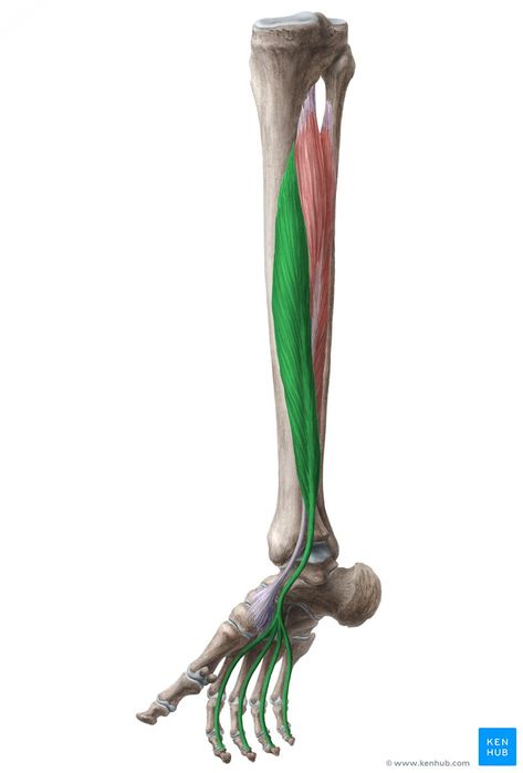 Flexor digitorum longus: Origin, insertion, action | Kenhub Flexor Digitorum Longus, Rectus Femoris, Soleus Muscle, Femoral Nerve, Muscle Belly, Head Muscles, Muscle Testing, Muscle Anatomy, Sciatic Nerve