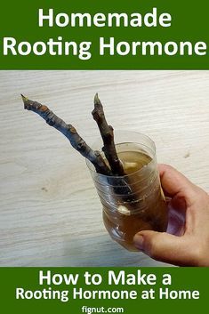 Homemade Rooting Hormone, Root Propagation, Rooting Hormone Diy, Rooting Plants, How To Propagate Lavender, Fig Trees, Garden Remedies, Plain Water, Rooting Hormone