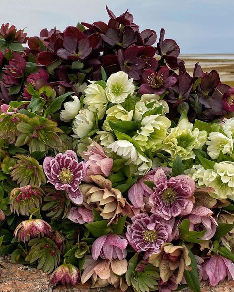 Hellebore Bouquet Winter, Stinking Hellebore, Green Hellebore, Hellebore Varieties, Purple Hellebore, Hellebore Flower, Lenten Rose Hellebore, Flower Varieties, Plant Fungus