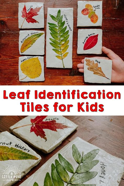 Beautiful Leaf Identification Tiles • Little Pine Learners Oak Leaf Identification, Different Types Of Leaves, Leaf Tiles, Types Of Leaves, Clay Activity, Leaf Identification, Forest School Activities, Leaf Projects, Christian Activities