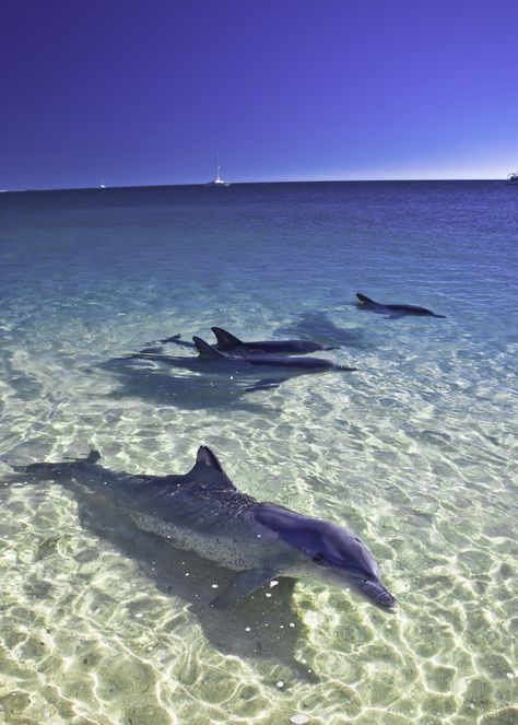 Great Barrier Reef Australia, Western Australia Travel, Aussie Girl, Venice Florida, Usa Beaches, Deep Blue Sea, Great Barrier Reef, Under Water, Ocean Life