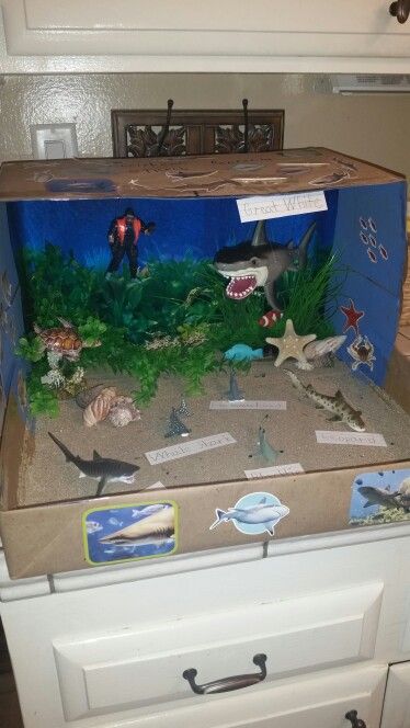 Shark Diorama is complete Cheetah Diorama, Shark Diorama, Turkey Disguise Project Ideas Kid, Shark Habitat, Turkey Disguise Project Ideas, Ocean Diorama, Biomes Project, Diorama Kids, Ecosystems Projects