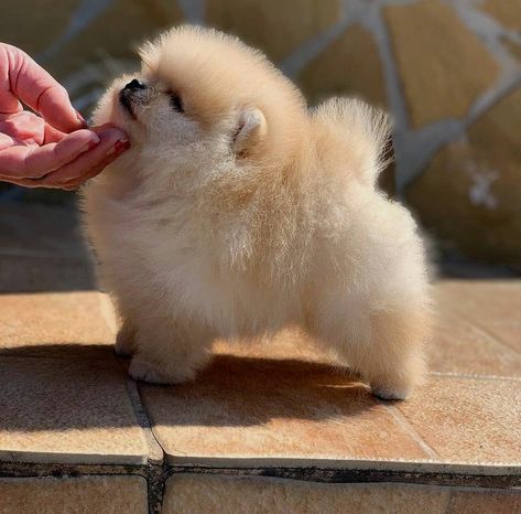 Pomeranian Pups, White Pomeranian Puppies, Pomeranian Puppy Teacup, Pomeranian Puppy For Sale, Pom Dog, Teacup Pomeranian, Cute Dogs Images, Dog Mommy, Very Cute Puppies