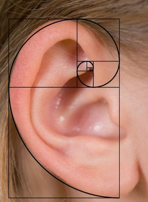 Fibonacci In Nature, Fibonacci Sequence In Nature, Fibonacci Art, Fibonacci Golden Ratio, Golden Section, Spirals In Nature, Geometry In Nature, Human Ear, Golden Spiral