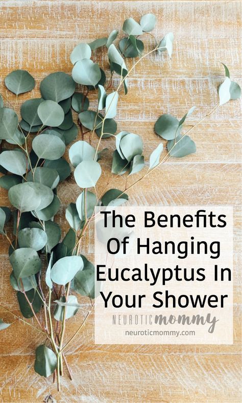 The Benefits Of Hanging Eucalyptus In Your Shower - NeuroticMommy Grow Eucalyptus, Hanging Eucalyptus, Plant Benefits, Fresh Eucalyptus, Dried Eucalyptus, Bathroom Plants, Sensory Experience, Bathroom Spa, Eucalyptus Leaves