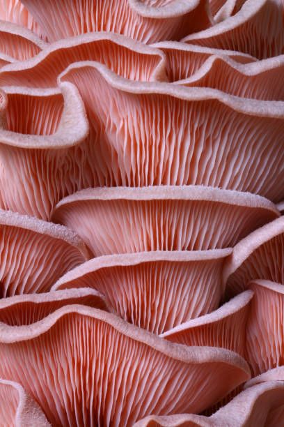 599,686 Mushroom Stock Photos, Pictures & Royalty-Free Images - iStock Mushroom Pictures Photography, Rhythm In Nature, Mushroom Texture, Mushrooms Photography, Mushroom Background, Mushroom Photography, Mushroom Stock, Microscopic Photography, Mushroom Pictures