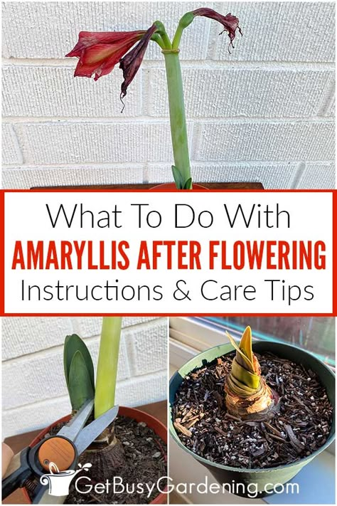 Caring For Amaryllis, What To Do With Amaryllis After It Blooms, How To Care For Amaryllis After Blooming, Growing Amaryllis Indoors, Amaryllis Care After Bloom, Flower Amaryllis, Anne Aesthetic, Amaryllis Arrangement, Amaryllis Care