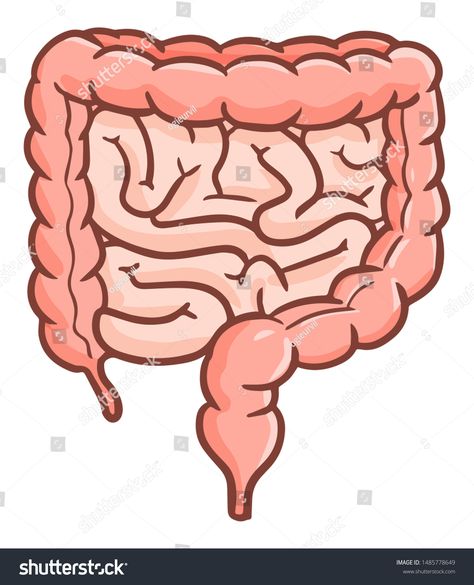 Intestines Drawing Art, Small Intestine Drawing, Intestines Illustration, Intestines Art, Intestines Drawing, Colon Anatomy, Nutrition Illustration, Stomach Drawing, Intestines Anatomy