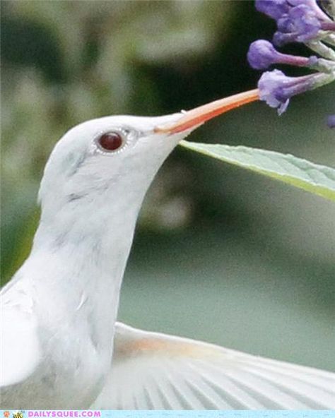 image0103 rare albino ruby-throated hummingbird White Hummingbird, Animal Eating, Strange Animals, Albino Animals, Ruby Throated Hummingbird, All Birds, Pretty Birds, Little Birds, A Park