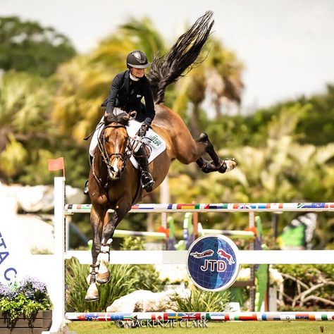 Hunter Jumper Horses, Jumping Horses, Horsey Life, Animal Photoshoot, Show Jumping Horses, Equestrian Aesthetic, Beautiful Horse Pictures, Big Horses, Bay Horse