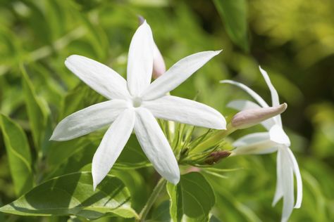 While some jasmine types are among the most fragrant plants you can grow, not all are scented. Find out about the different jasmine varieties and their characteristics in this article so you can determine the best one for you. Jasmine Plant, White Flowers, Plants, Flowers, Green, White