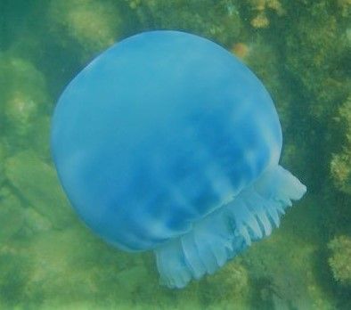 Blue Canon-Ball Jellyfish Cannon Ball Jellyfish, Blue Jellyfish Icon, Cybercore Jellyfish, Blue Cannonball Jellyfish, Light Blue Jellyfish Aesthetic, Blue Blubber Jellyfish, Cnidaria, Jelly Fish, Jellyfish