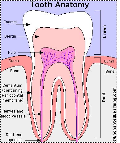 oral anatomy diagram | anatomy1 Tooth Anatomy, Dental Assistant Study, Teeth Anatomy, Dental Hygiene Student, Dental Studio, Dental World, Dental Hygiene School, Dental Anatomy, Dental Fun