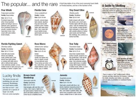 Seashell Identification, Rocks And Fossils, Summer Stuff, Captiva Island, She Sells Seashells, Sea Glass Crafts, I Love The Beach, Palm Beach Florida, The Chase