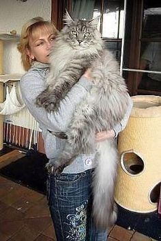 Mancoon Cats, Huge Cat, Söt Katt, Gorgeous Cats, Beautiful Cat Breeds, Forest Cat, Most Beautiful Cat Breeds, Norwegian Forest Cat, Large Cats