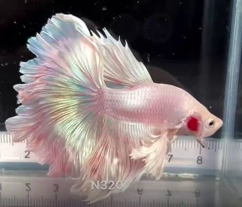 Science girl on X: "Halfmoon Betta fish https://t.co/FOnC7eZPv6" / X Pretty Betta Fish, Pink Betta Fish, Female Betta Fish, Science Girl, Pretty Fish, Live Fish, Beta Fish, Halfmoon Betta, Ocean Wallpaper