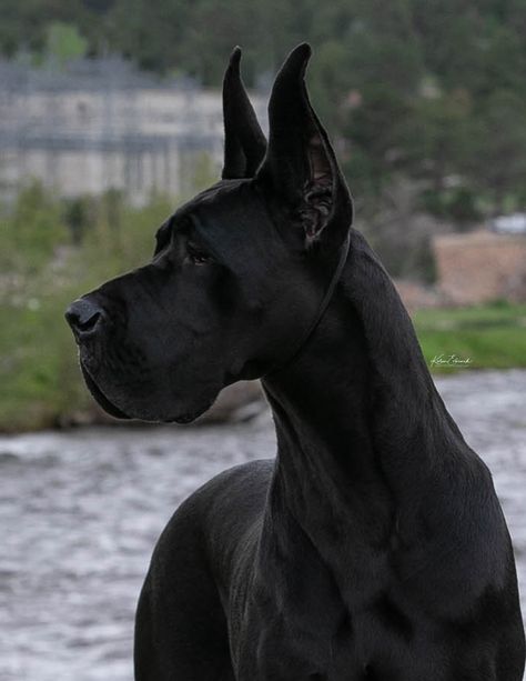 Grey Great Dane, Black Great Danes, Rare Dogs, Great Dane Puppy, Best Puppies, Cute Dog Photos, Different Dogs, Pretty Dogs, Luxury Dog