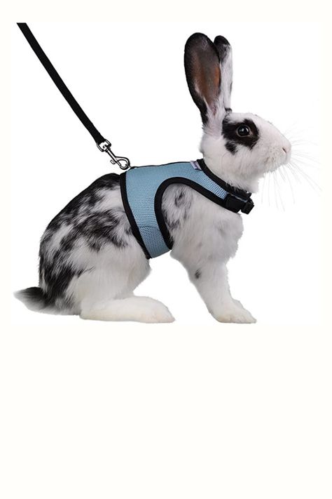 Niteangel Adjustable Soft Harness with Elastic Leash for Rabbits (L, Blue) Amazon's Choice for "rabbit leash" -5% $9.99 Rabbit Leash, Bunny Harness, Rabbit Behavior, Cat Harness, Gerbil, Small Puppies, Lion Head, Bunny Rabbit, Dress Designs