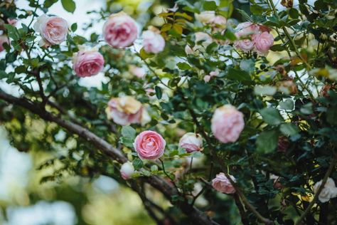 How to Grow Eden Climbing Rose Eden Climbing Rose, Pruning Roses, Eden Rose, Cow Manure, Climbing Rose, Rooting Hormone, Rose Varieties, Powdery Mildew, Growing Roses