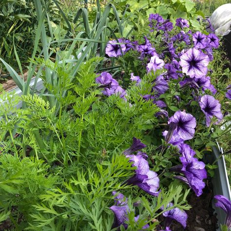 Another Favorite Companion Planting Trio: Carrot, Leek, and Petunia - A Recipe for Garden Harmony! • Vegocracy Height Grow, Companion Gardening, Growing Carrots, Natural Pest Control, Attract Pollinators, The Enchantments, How To Grow Taller, Companion Planting, Ground Cover