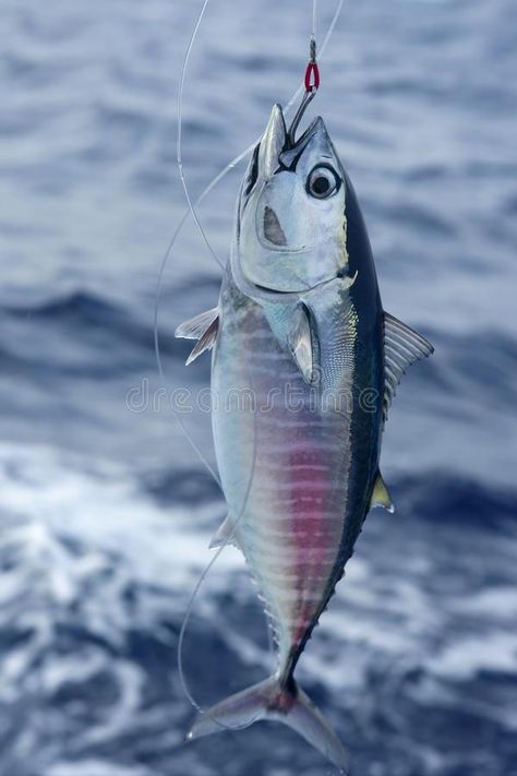 Blue fin bluefin tuna catch and release. On Mediterranean , #spon, #bluefin, #fin, #Blue, #tuna, #Mediterranean #ad Blue Fin Tuna, Bluefin Tuna, Catch And Release, Tuna Fish, Holiday Market, Daily Drawing, Marine Animals, Stock Photography Free, Animal Illustration