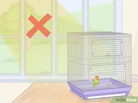 How to House Lovebirds: 13 Steps (with Pictures) - wikiHow Pet Lovebirds Cage Ideas, Bird Cage Diy, Flight Cage, Bird In A Cage, Pet Bird Cage, Bird Aviary, African Grey Parrot, The Cage, African Grey