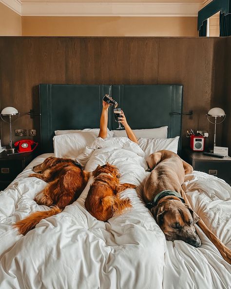 Dog-Friendly Denver Travel Guide - Three Dogs One Bar Dog In Apartment, Dog Friendly Flooring, 2025 Photoshoot, Denver Travel Guide, Pet Friendly Hotel, Denver Hotels, Denver Travel, Living With Dogs, Kimpton Hotels