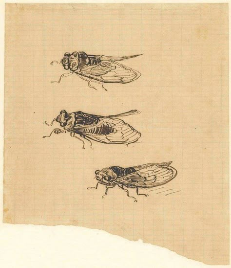 Cicada Art, Cicada Tattoo, Van Gogh Drawings, Theo Van Gogh, Vincent Willem Van Gogh, Arte Van Gogh, Van Gogh Museum, Van Gogh Art, Post Impressionism